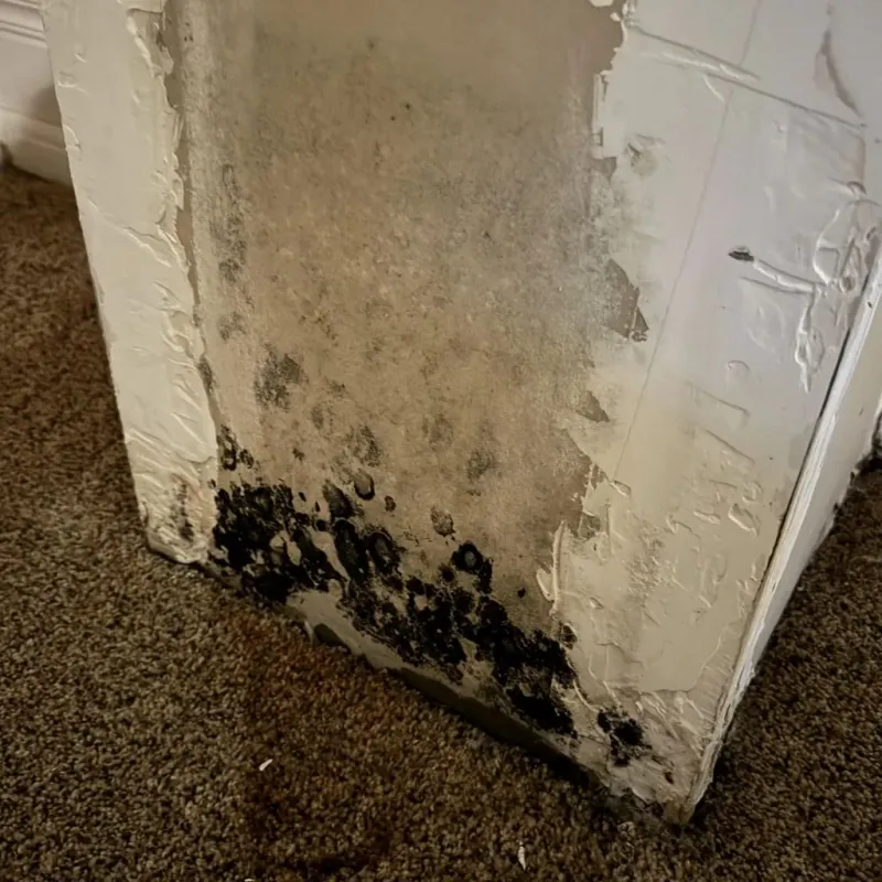 Professional Mold Removal in Winchester, KY